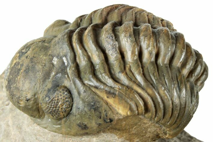 Curled Reedops Trilobite Fossil - Atchana, Morocco #312349